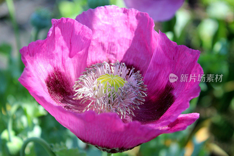 花园里紫色/粉红色的罂粟花，特写罂粟花蕊